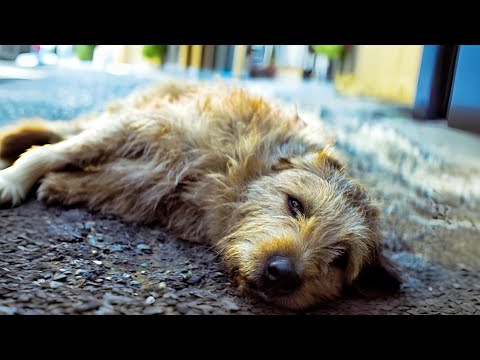 A Stray Dog Ran 700km to Compete with Men, Won the World Championship and a Home