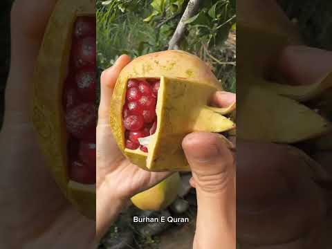 শীর্ষ যখন গুরুকে বোঝায় #shorts #viral #facts