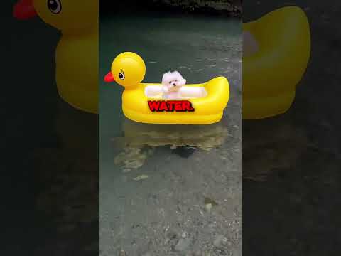 Puppy Can't Swim! 😭 #cute #animals #pets