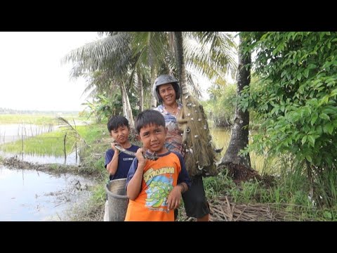 Siapa ga kebita coba?? lihat ikan sebanyak ini//pagi"banya orang datang ikut njala(panen iwak wader)