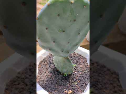 CACTUS BLUE KAKTUS BIRU RARE LANGKA UNIK SUKULEN #SHORTS