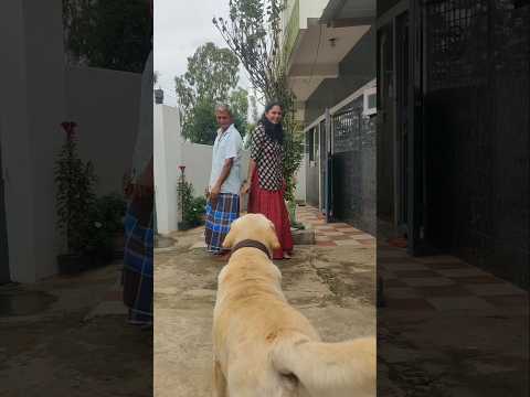 Viral video 🧐 || Labra Rio selection Dad v/s Sister ? #cute #dog #labrador #emotional