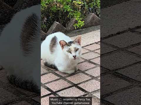 公園裡可愛的白色小貓咪 #wildlife #毛小孩 #毛孩 #趣味 #寵物 #自然 #領養 #pets #pet #cat #貓 #cute #治愈 #治癒 #小動物 #浪浪 #流浪貓 #香港