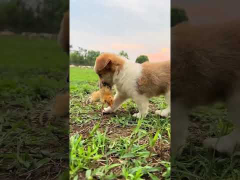 The dog holds a chicken in its mouth and plays with its brother. Cute pet debut plan. Dog. Golde