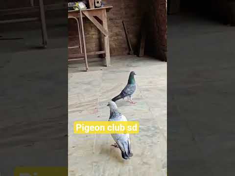 #high flayar h ghar ka jod n 1 #@nice pury video dekhna #short viral #@