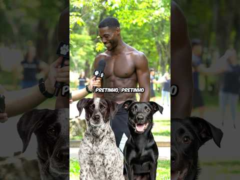 CACHORRO VIRA-LATA PREFERIDO DE UM FRANCÊS