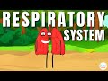 Understanding the Human Respiratory System