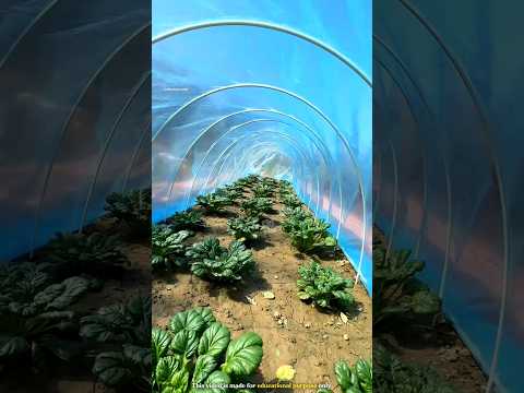 Unique way to grow green vegetables