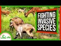 Invasive Species Management Challenges