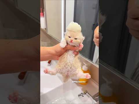 This Little Kitten Is Enjoying Spa Time 🧼✨#cat #cute #kitten #meow #funny