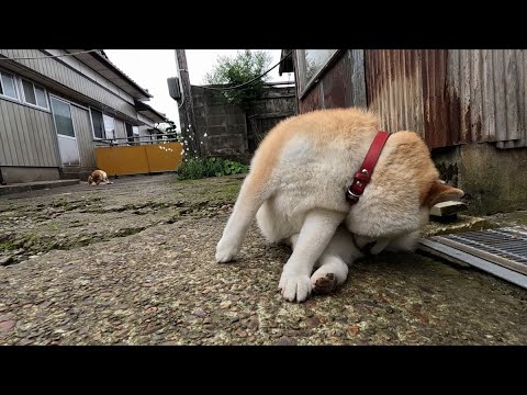 親子でシンクロおまた舐め サムネイル