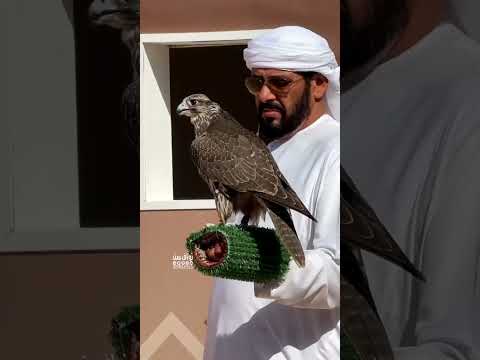 خلال 60 ثانية اسفار الصقر
