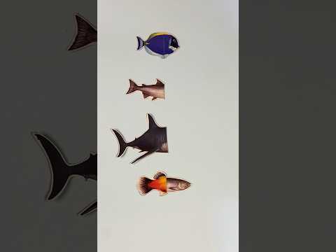 blue tank fish,salmon,hiu shark,ikan hias