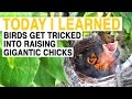 Brood Parasitism in Birds