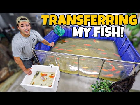 MOVING ALL My EXOTIC FISH to NEW AQUARIUM!! It's finally time to get my fish over to the new shop! Netting all of these colorful fish was a miss