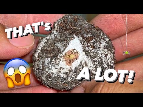 Small tarantula had WAY TOO MANY BABIES !!! ~ I underestimated her.