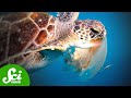 Understanding Jellyfish in Marine Ecosystems