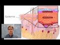 Integumentary System Functions and Structures