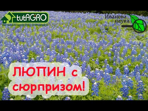 Азбука сидератов. Ч. 5. Люпин-отравитель! Люпин сидеральный и люпин кормовой. Отличия очень важные!