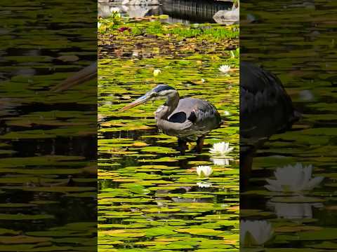 Great Blue Heron Hunts 🐟 #birdwatching #bird #hunting
