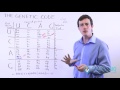 Mutations and Their Effects on Proteins