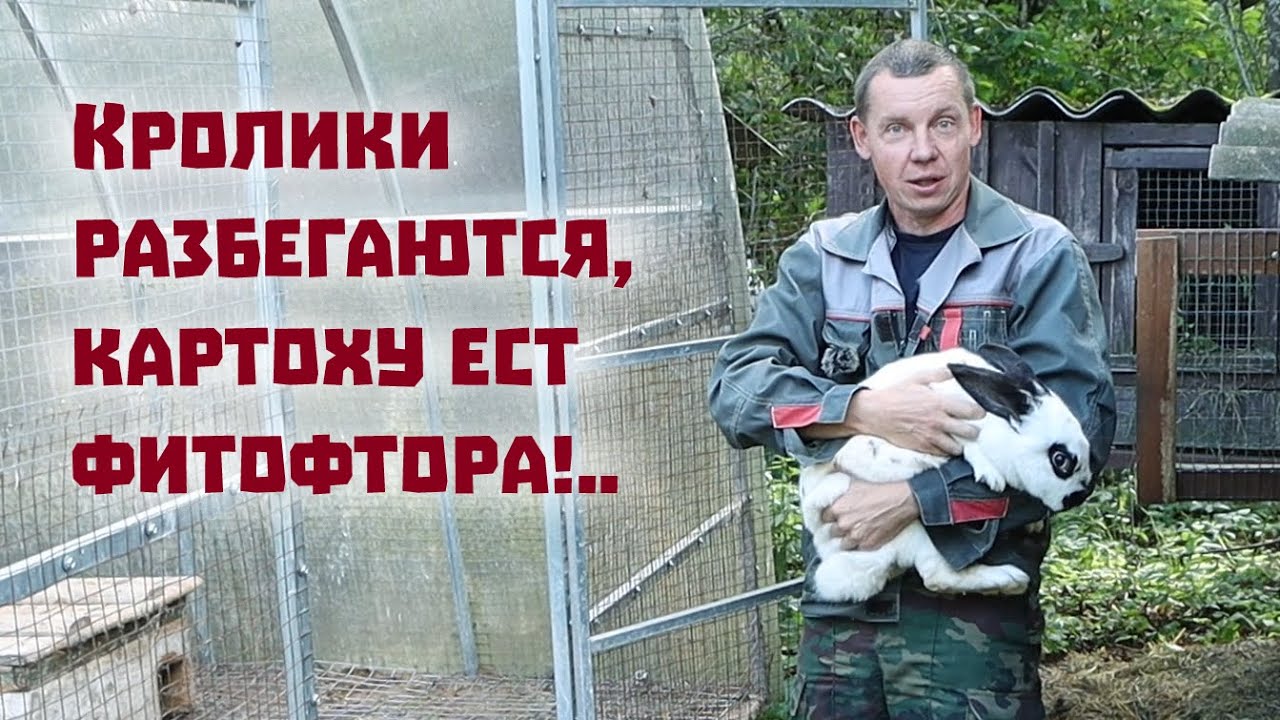 Неприятности приключаются и в спокойной деревенской жизни.