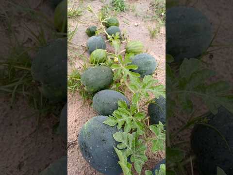 Арбуз 🌱💦🍉