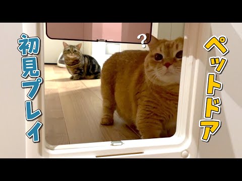 猫の動画サムネイル - 初めて見るペットドアに困惑する猫たちが可愛すぎる…！