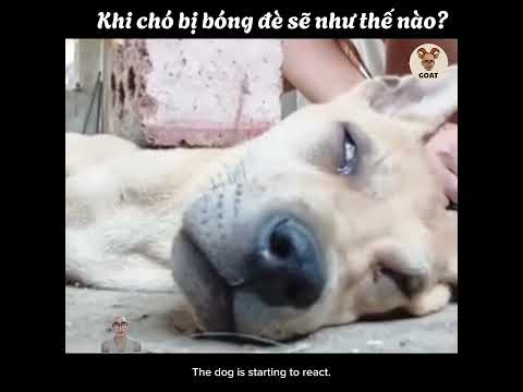 Khi chó bị bóng đè #phucgoat #funny #review