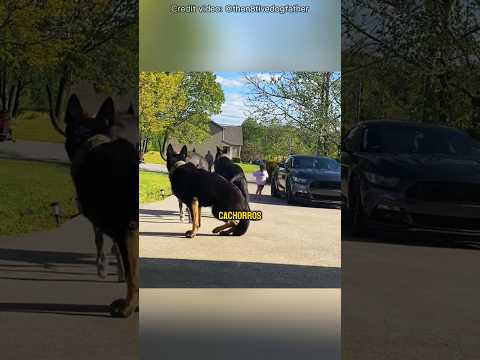 Os verdadeiros cães de guarda ❤️🐕