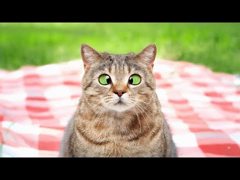 Laughing All the Way: Hilarious Cat Moments