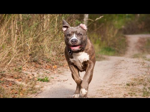 Pitbulls: O Que NINGUÉM Te Contou Sobre Eles!