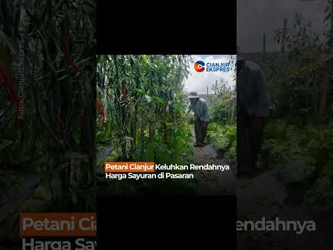 Petani Cianjur Keluhkan Rendahnya Harga Sayuran di Pasaran