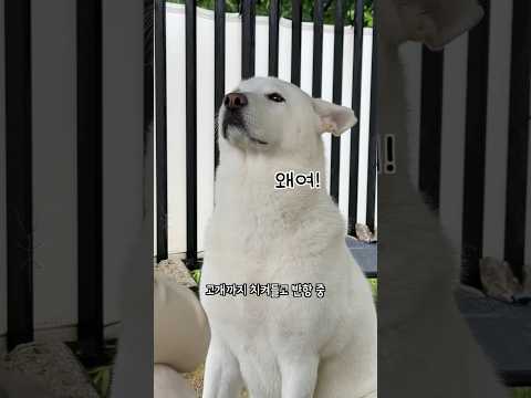 엄마한테 반항하던 진돗개 최후 (끝까지 보세요ㅋㅋㅋ)
