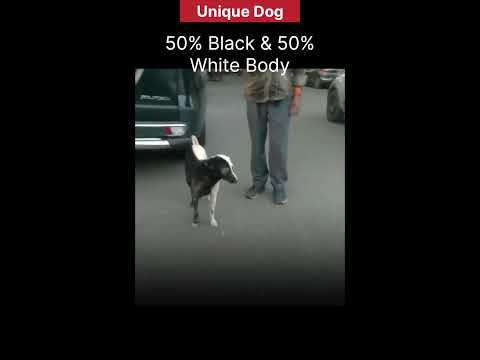 Must Watch | You Won’t Believe This Dog’s Color! | Perfect Half-Black & Half-White Fur 🖤🤍 #dog