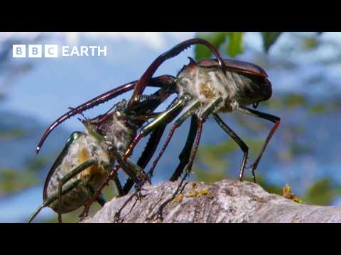 Beetle's Brutal Battle for Love | Earth's Great Seasons | BBC Earth