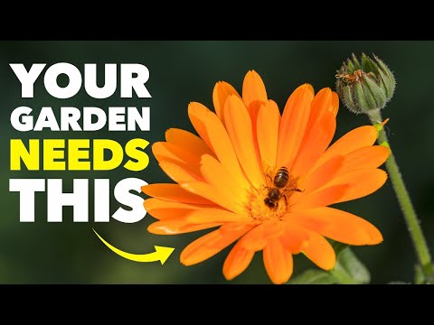 Better Than Bug Spray: This One Flower Shields Your Plants