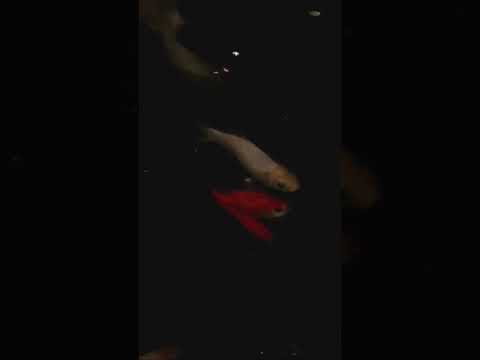 #goldfish #koi #koifish #happy 