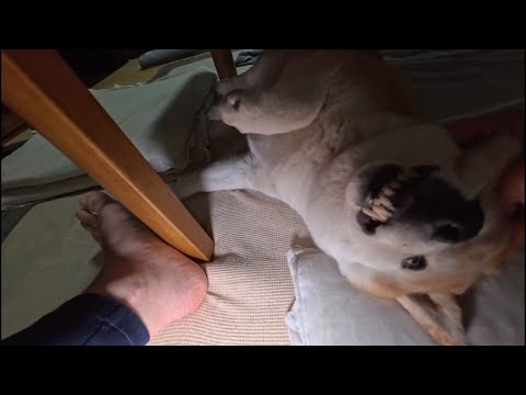 こたつ下の居座り！柴犬モモさんの秋の夜長の癒しシーン サムネイル