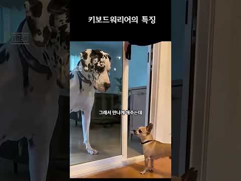 키보드워리어의 특징