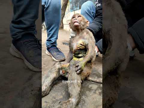 इस बंदर की हालत देखकर आपकी आंखों से आंसू आ जाएंगे