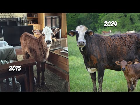 Raising My Cow From Day 1! - Isabelle's Story