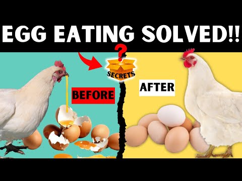 CURE EGG EATING NATURALLY USING THESE SIMPLE AND EFFECTIVE STRATEGIES | NO MORE EGG EATING AGAIN