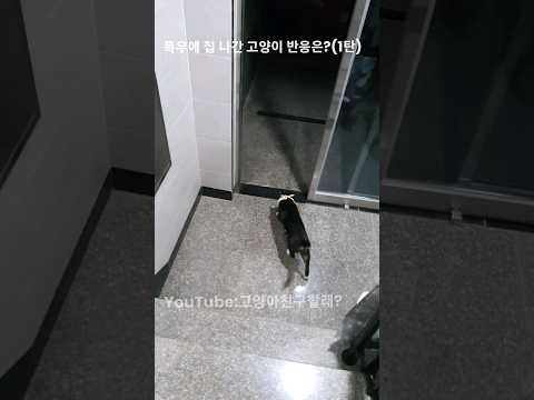 폭우에 집 나간 고양이 반응?(1탄)/How did the cat react to the heavy rain?(Part 1)