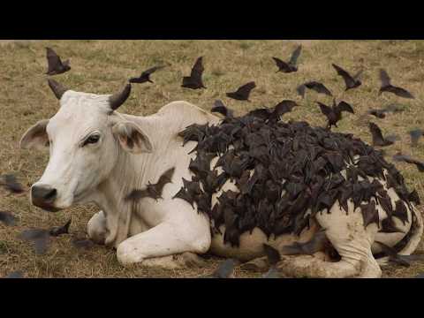 Quando a Natureza Perde o Controle: Animais que enlouqueceram.