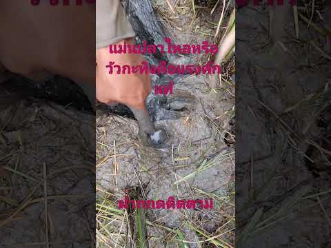 โคตรปลาไหลใหญ่ไซร์คุณทวด,,หากินกะพอใด๋ป่น,,#shorts