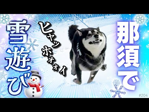 雪遊びサイコーーな柴犬