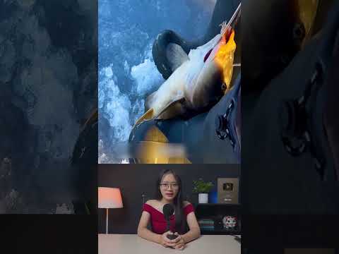 Một ngư dân bắt được con cá chép to hơn lỗ trên băng khi câu cá trên băng #shorts