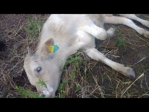 ALERTA GANADEROS GUSANO BARRRENADOR BIENE CON TODO