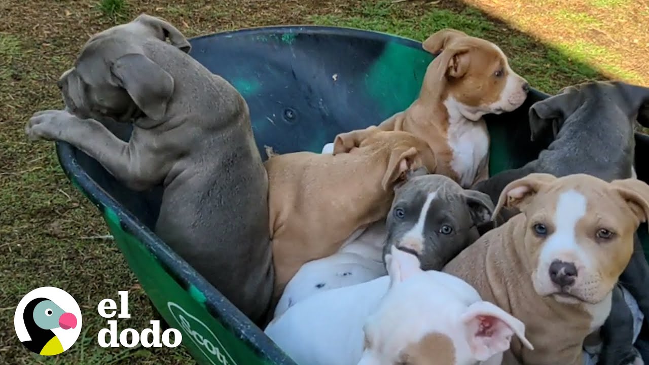 Pareja no tiene idea de que su perrita de paso está embarazada con toneladas de cachorros